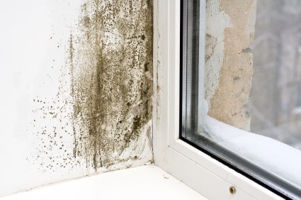 Mold Removal in Belleville by EZ Mitigation LLC
